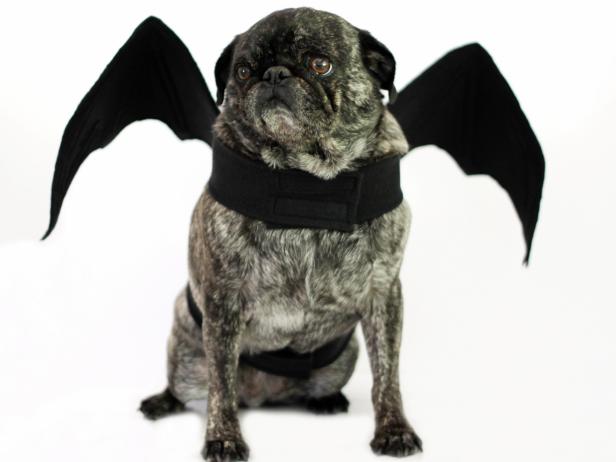 Dog Halloween Costumes