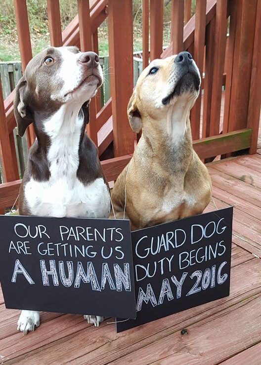 pregnancy announcement ideas