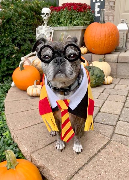 Dog Halloween Costumes